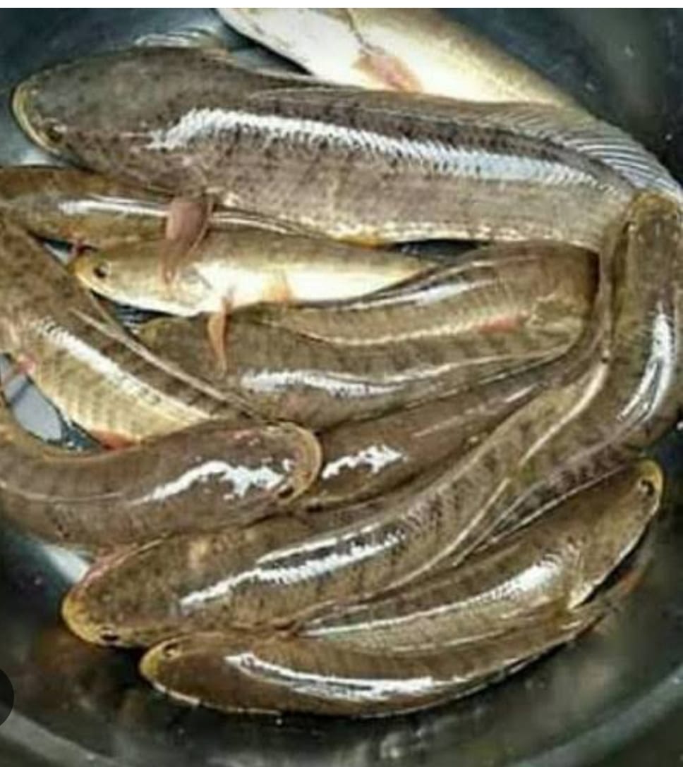 IKAN GABUS