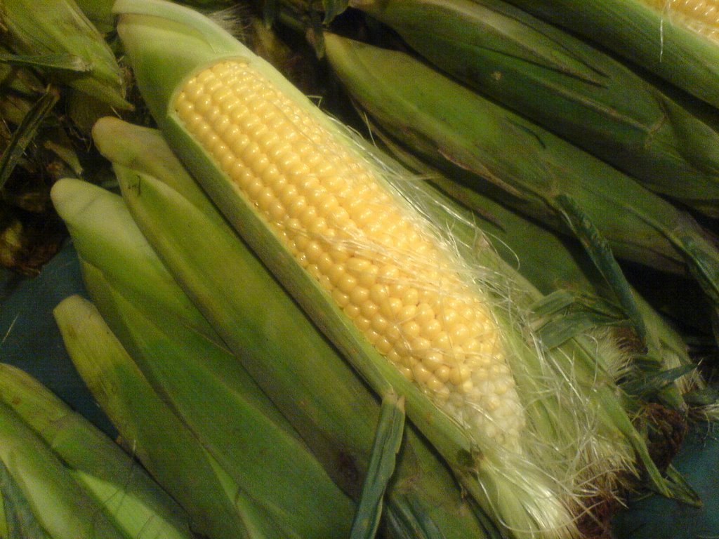 JAGUNG