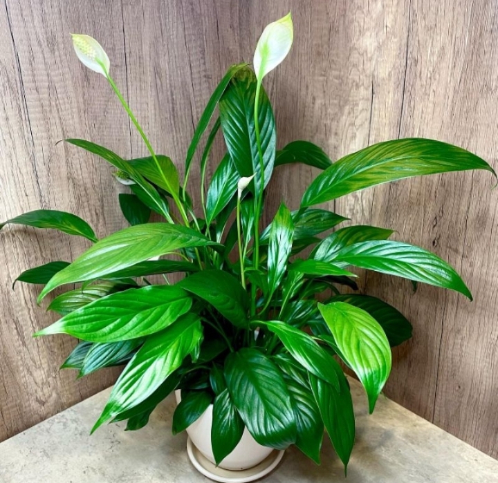 Spathiphyllum