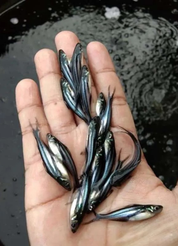 Bibit ikan patin