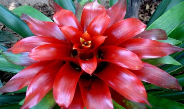 Tanaman Hias Bromelia lampir