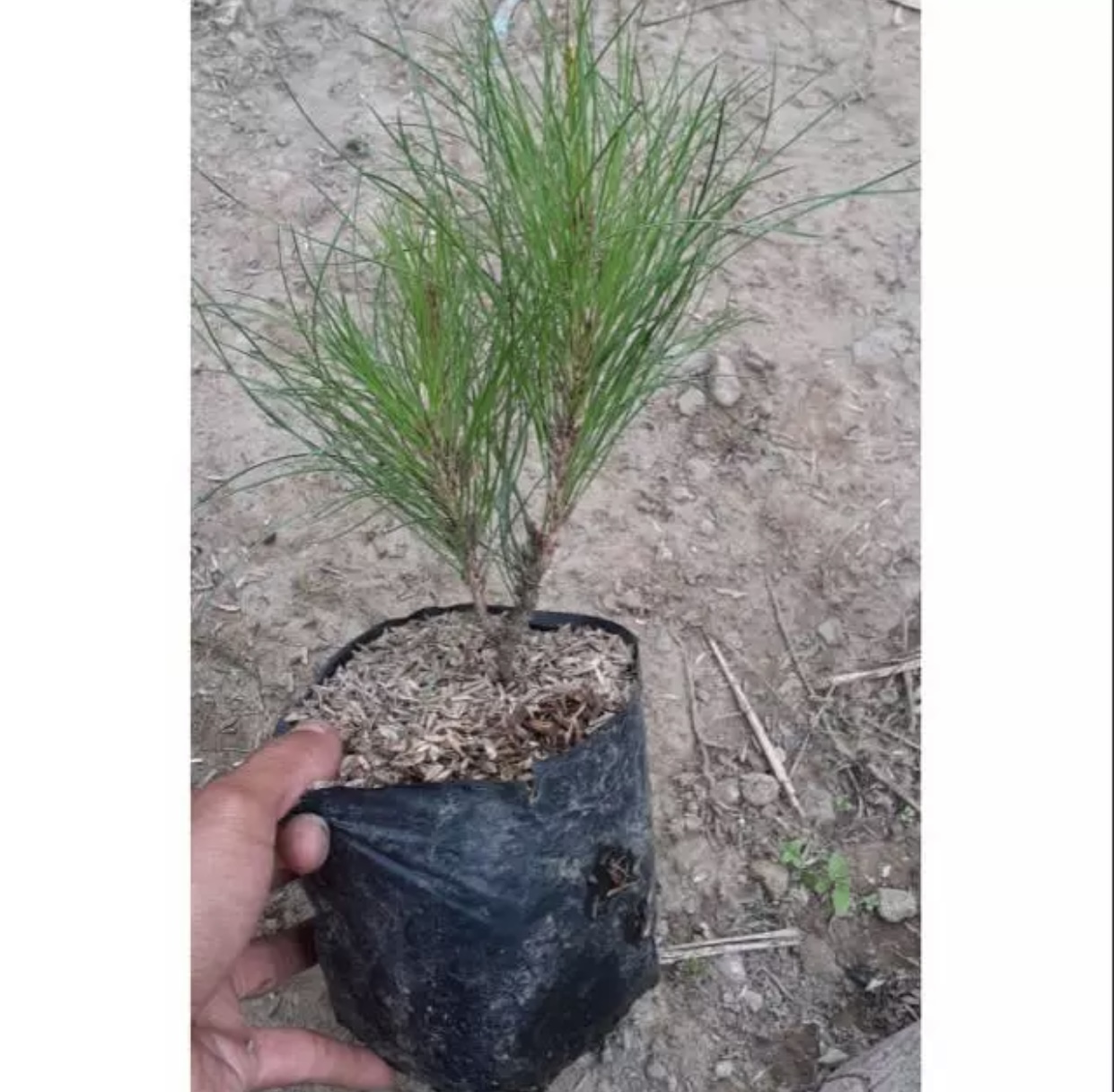 bibit pinus 