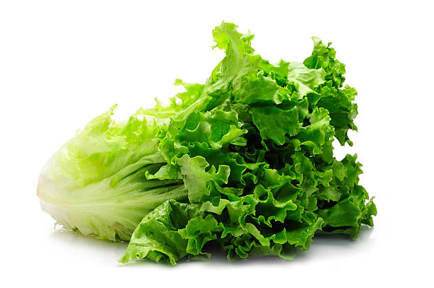 daun selada