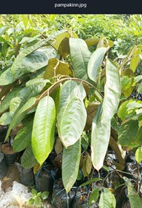 Bibit pohon buah lokal Kalimantan