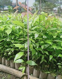 Bibit Pohon Kayu Manis