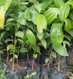 Bibit Pohon Kayu Manis