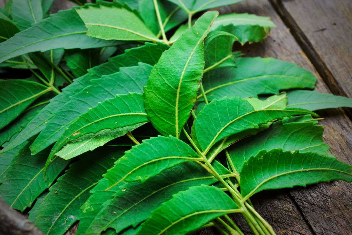 Daun Nimba