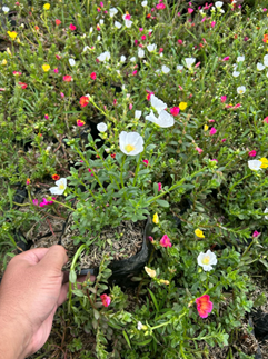 Bibit Bunga Portulaca