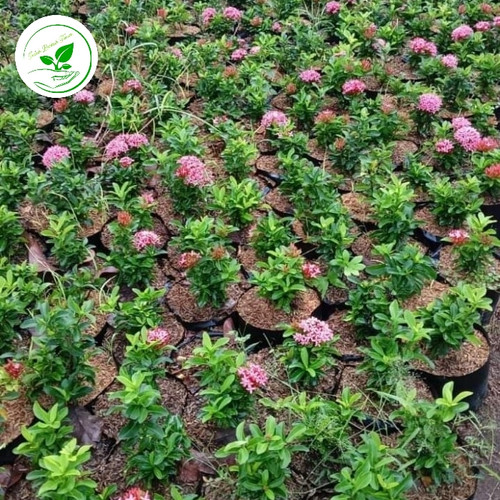 Bibit Asoka Pink