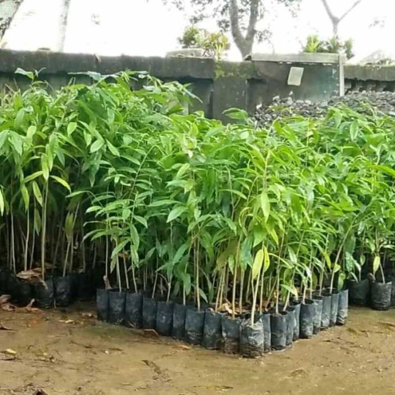 Bibit Pohon Gaharu
