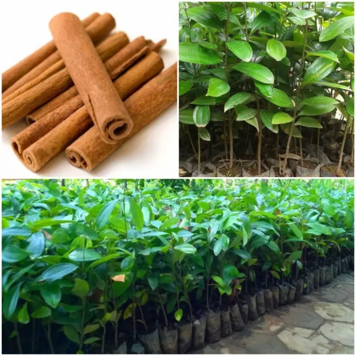 Bibit Pohon Kayu Manis
