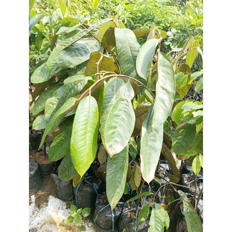 Bibit pohon buah lokal Kalimantan 