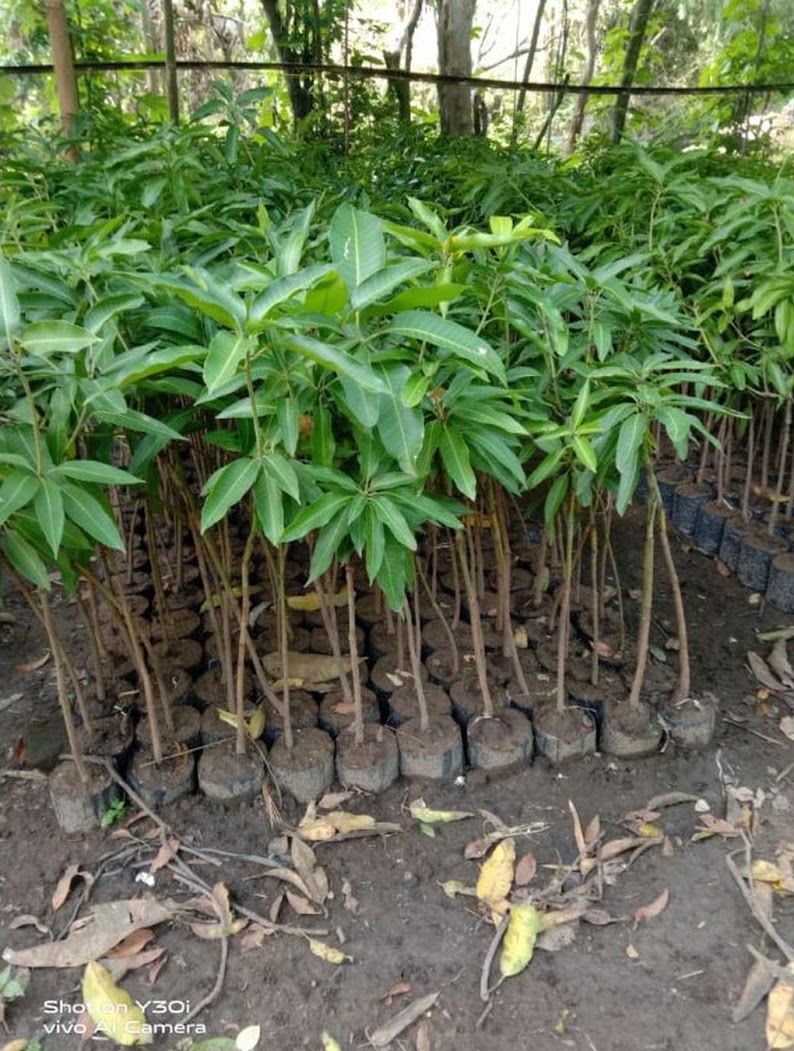 Mangga Madu