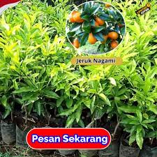 Jeruk Nagami