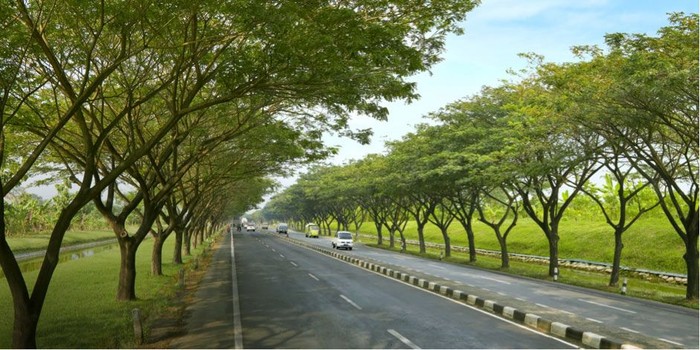 Pemangkasan Pohon Ektra Besar 1