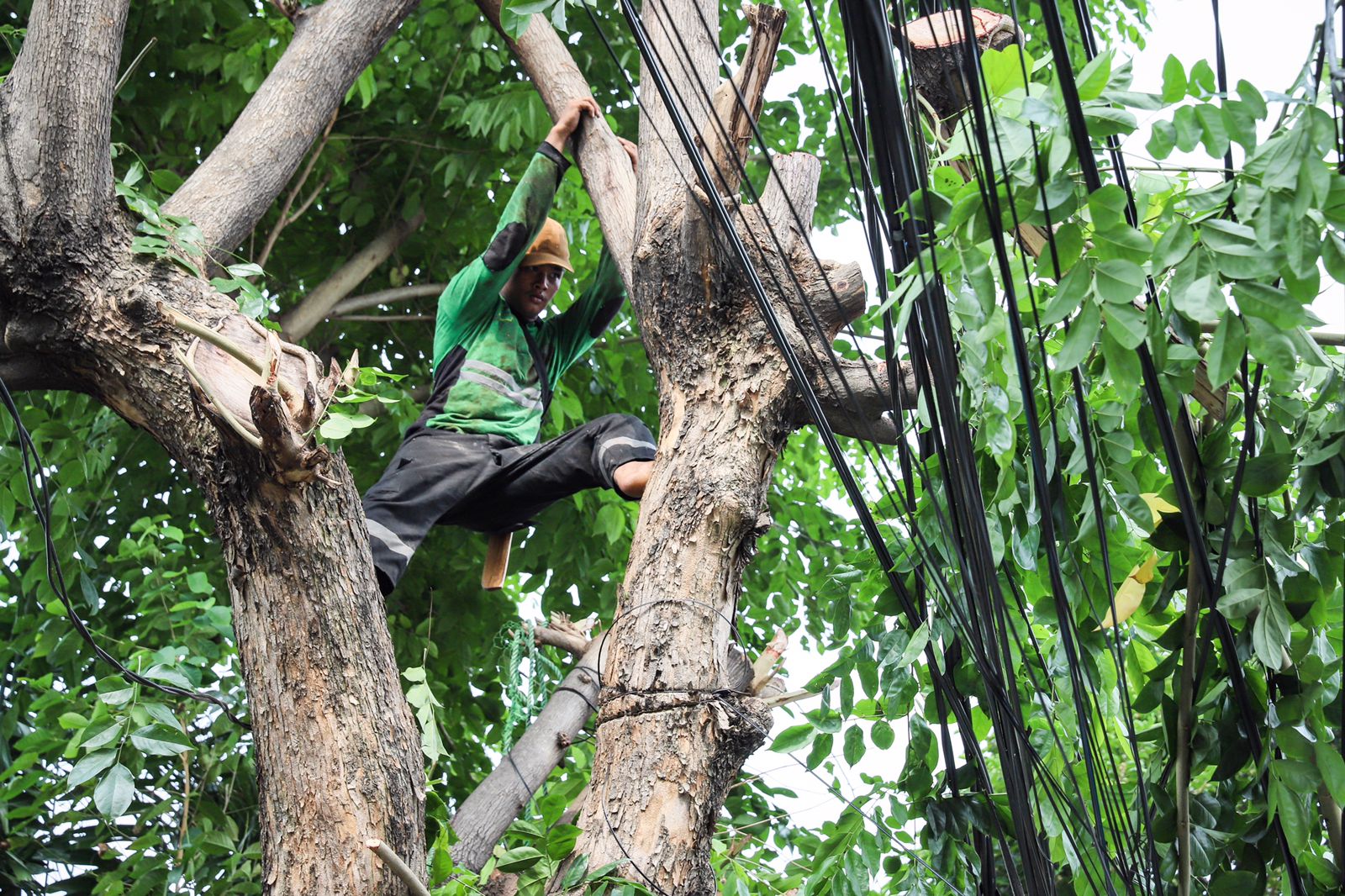Pemangkasan Pohon Ektra Besar 3