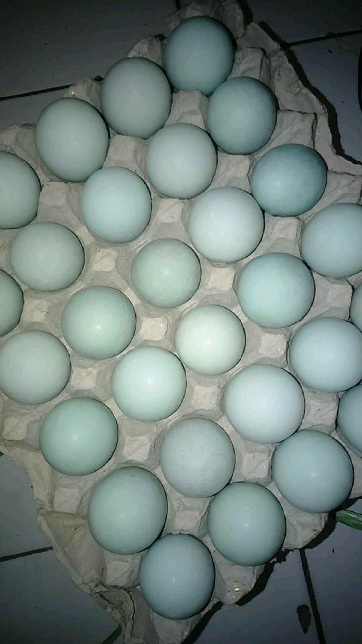 Telur Itik