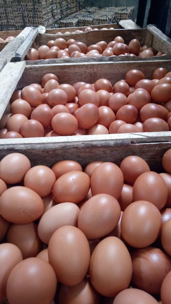 Telur Ayam Ras