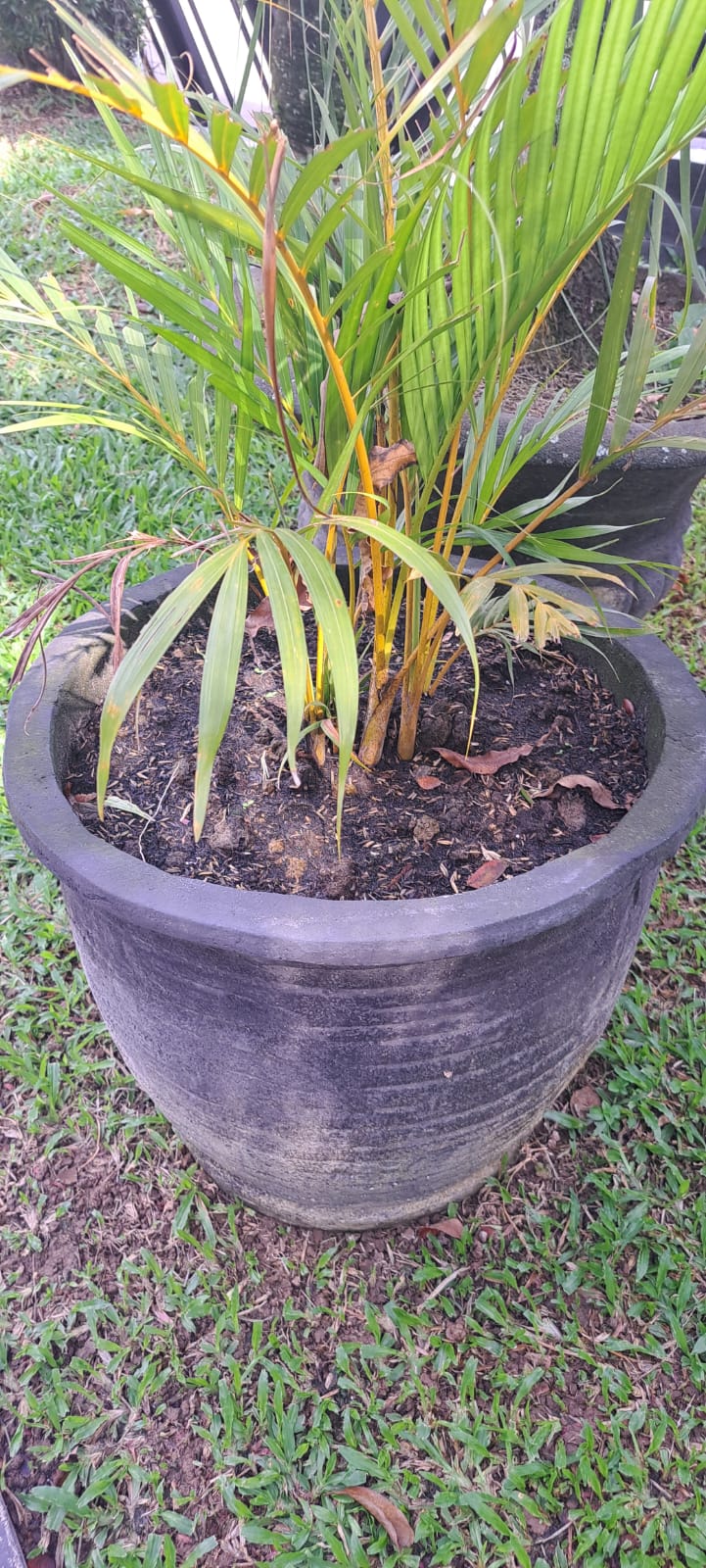 Palem Kuning + Pot Semen