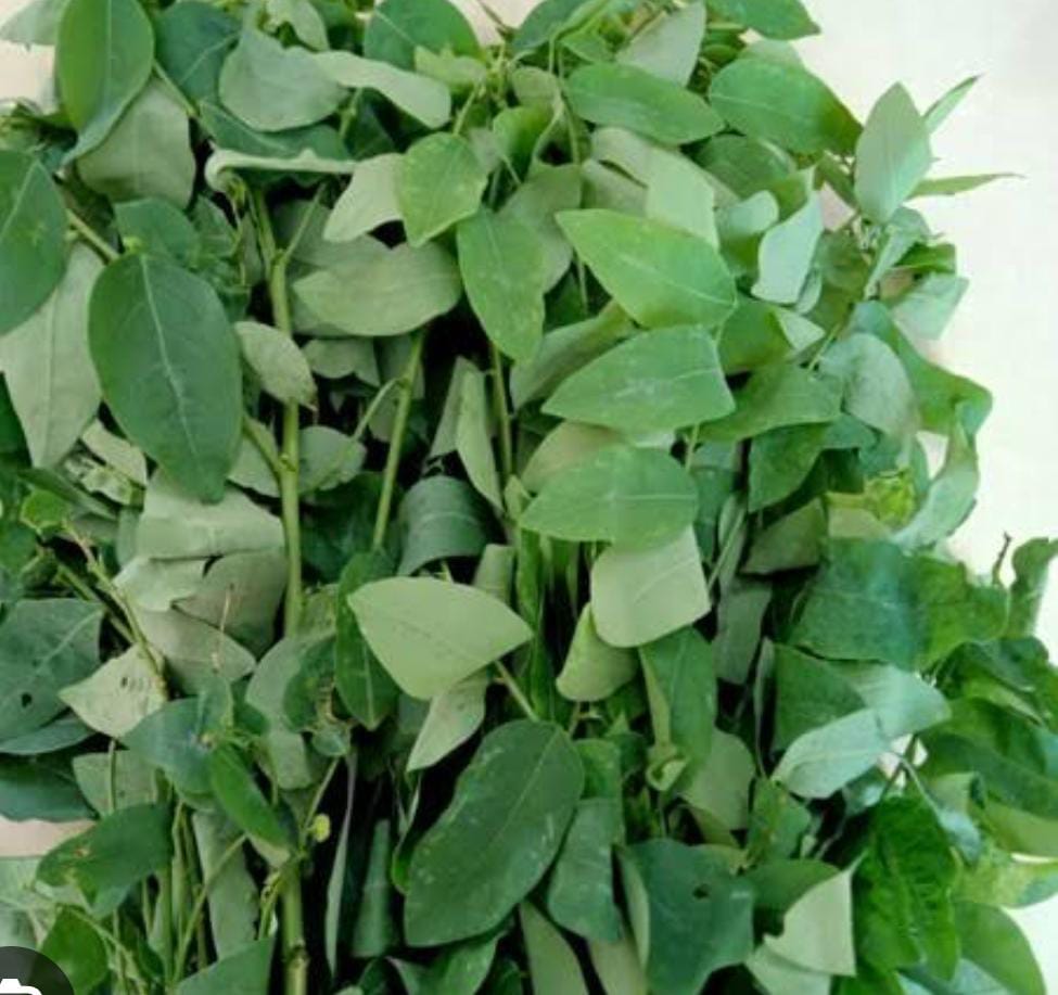 Daun Katu