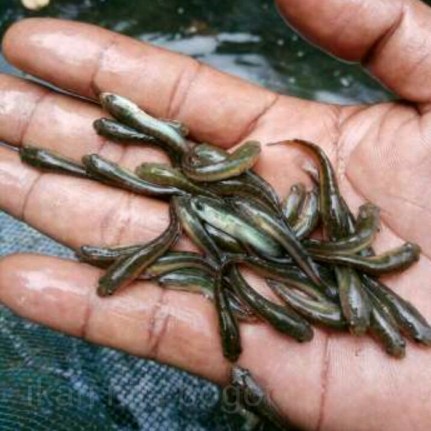 Bibit ikan haruan ukuran 5-7 cm
