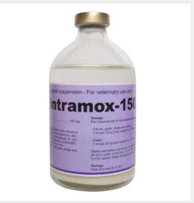 antibiotik antibakteri setara intramox 100 ml