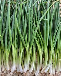 Daun Bawang