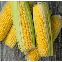 Jagung Premium