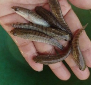 bibit ikan haruan (5-7cm)