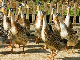 bebek/itik
