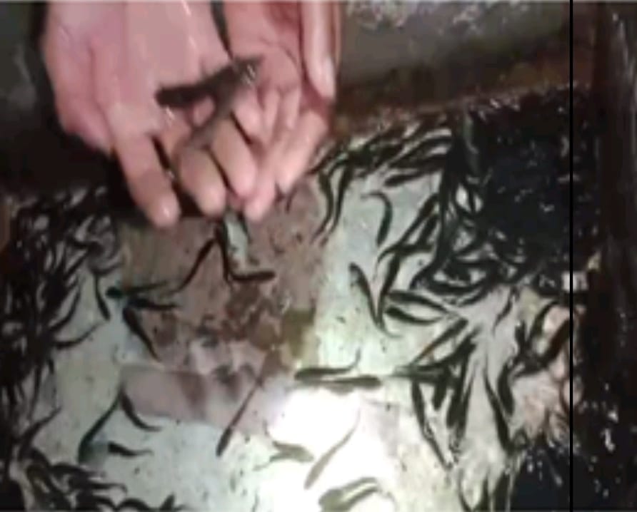 bibit ikan haruan
