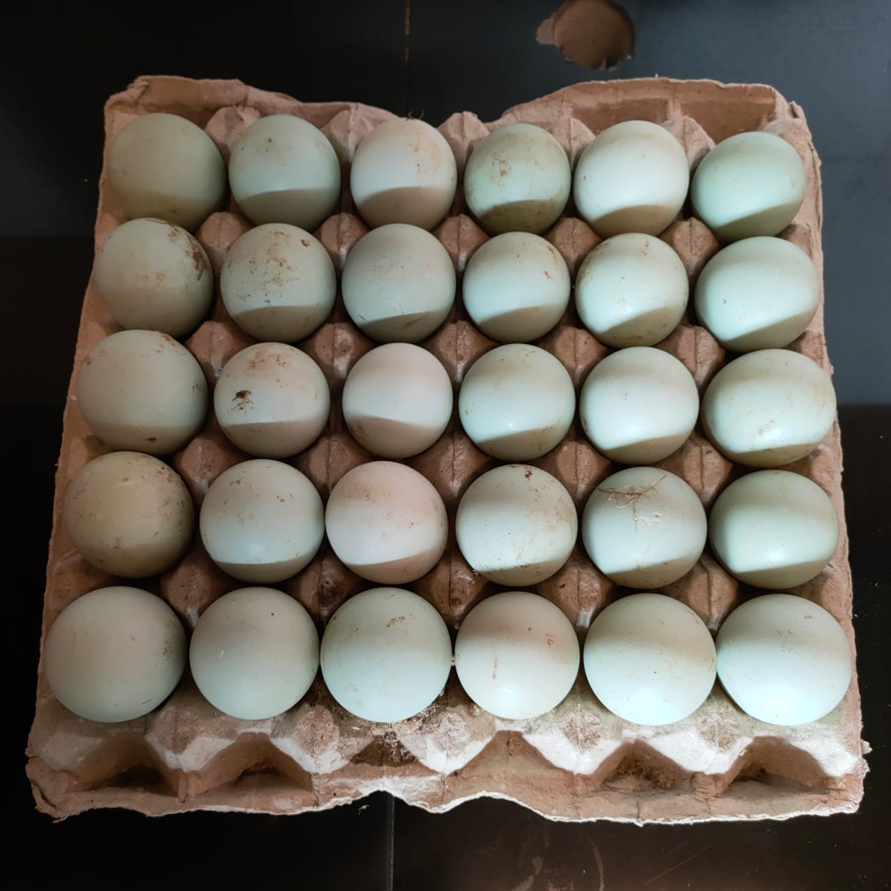 Telur