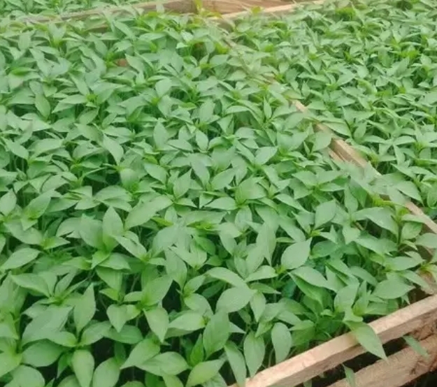 Bibit Cabe Merah Besar
