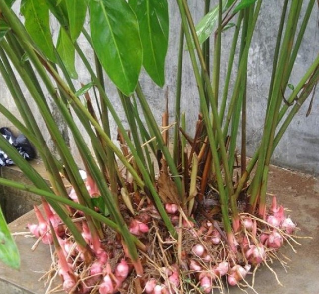Lengkuas 