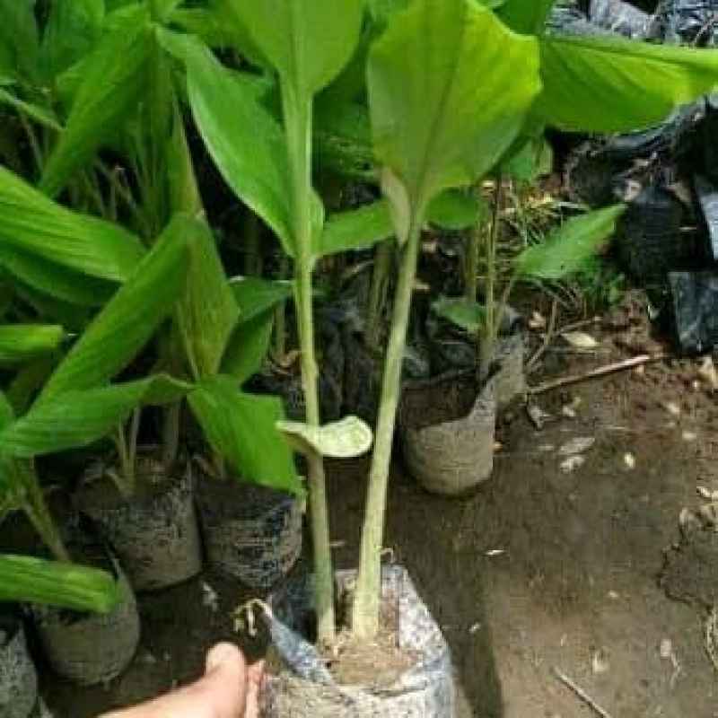 Temulawak