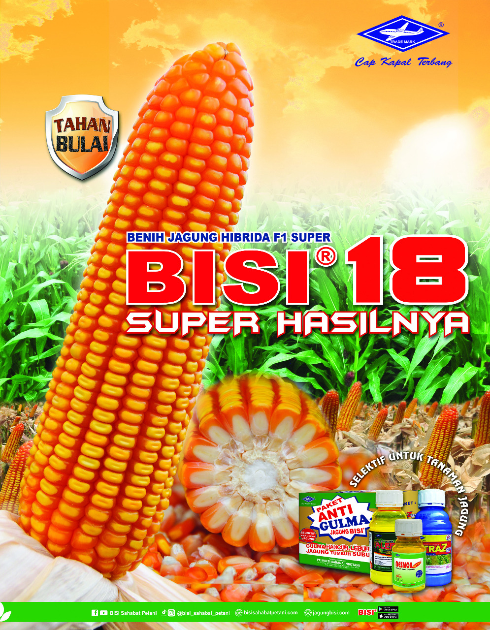 benih jagung pipil bisi 18