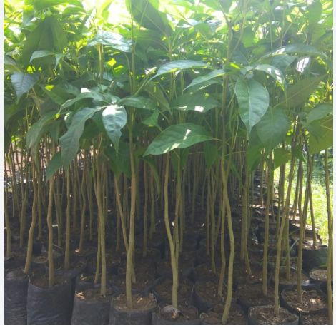 Bibit Tabebuya
