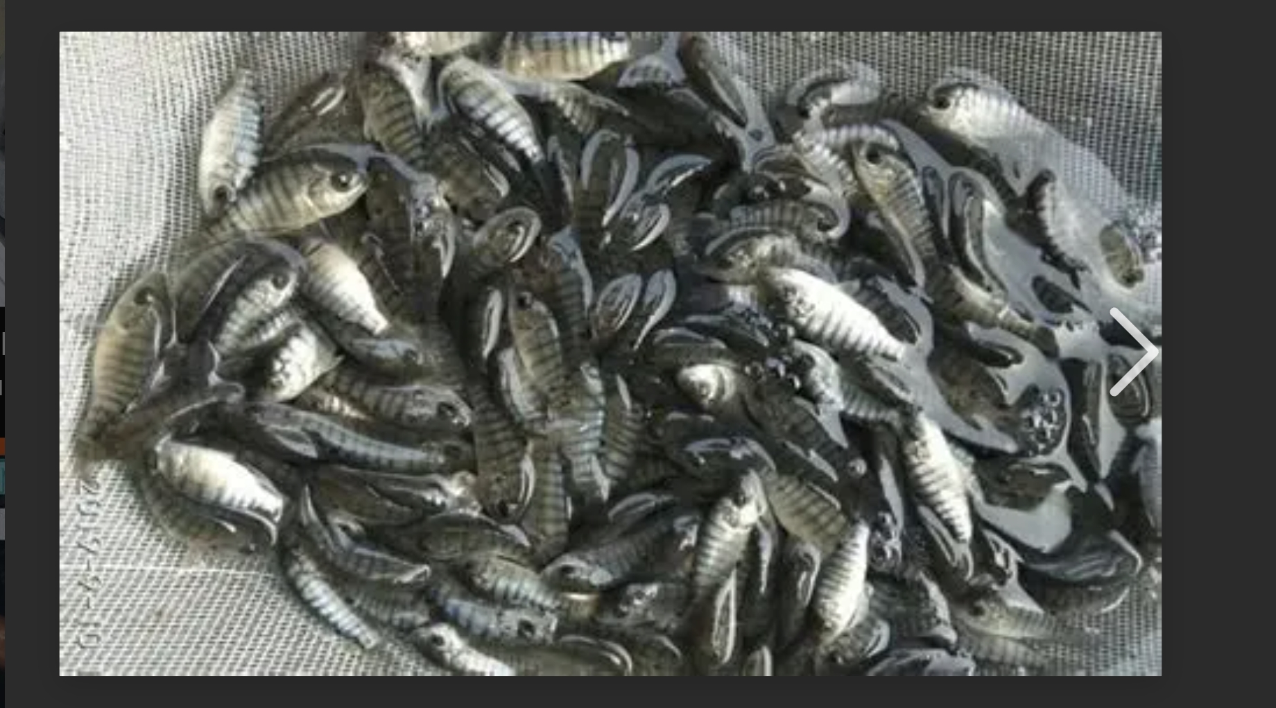 bibit ikan nila
