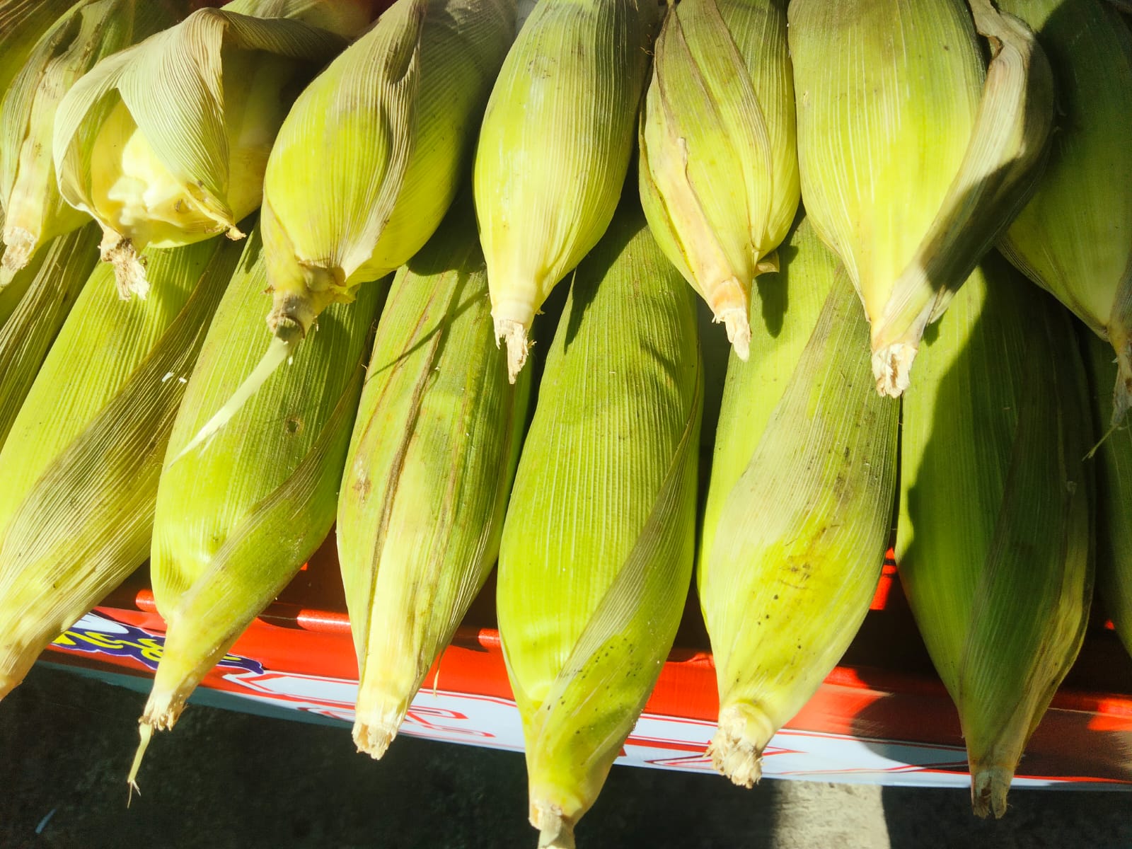 JAGUNG