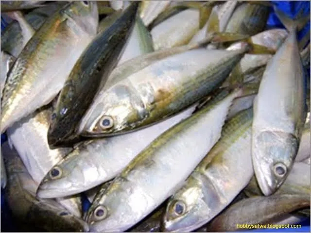 IKAN PEDA