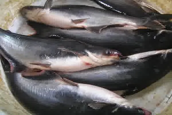 IKAN PATIN SEGAR