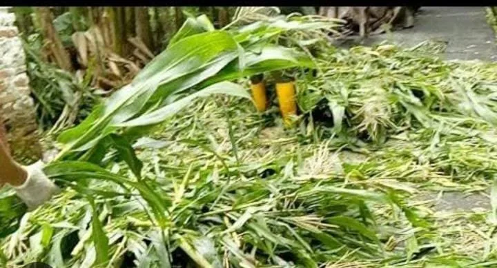 Batang jagung