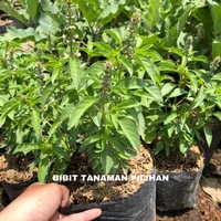 Bibit Toga