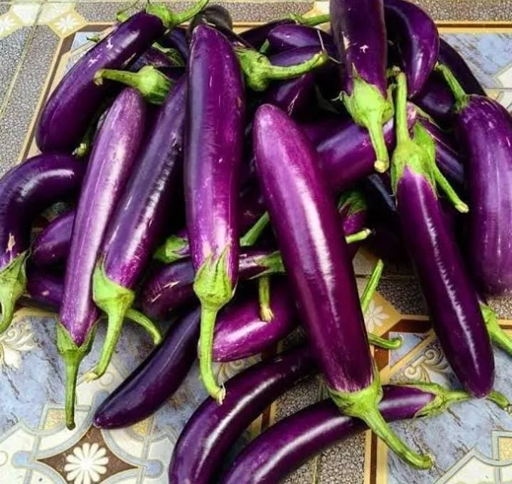 Terong Ungu
