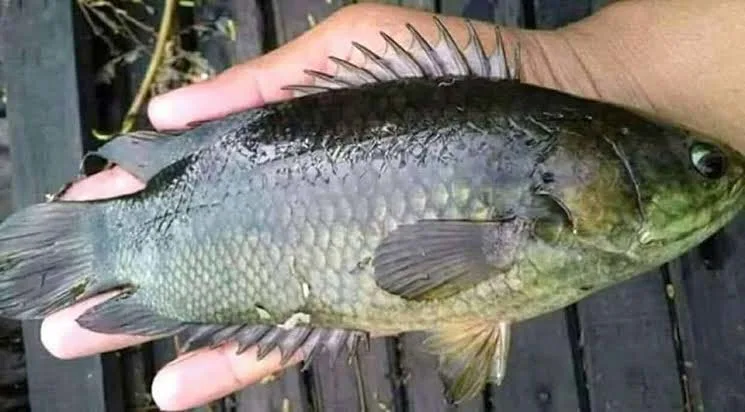 IKAN PAPUYU SEGAR