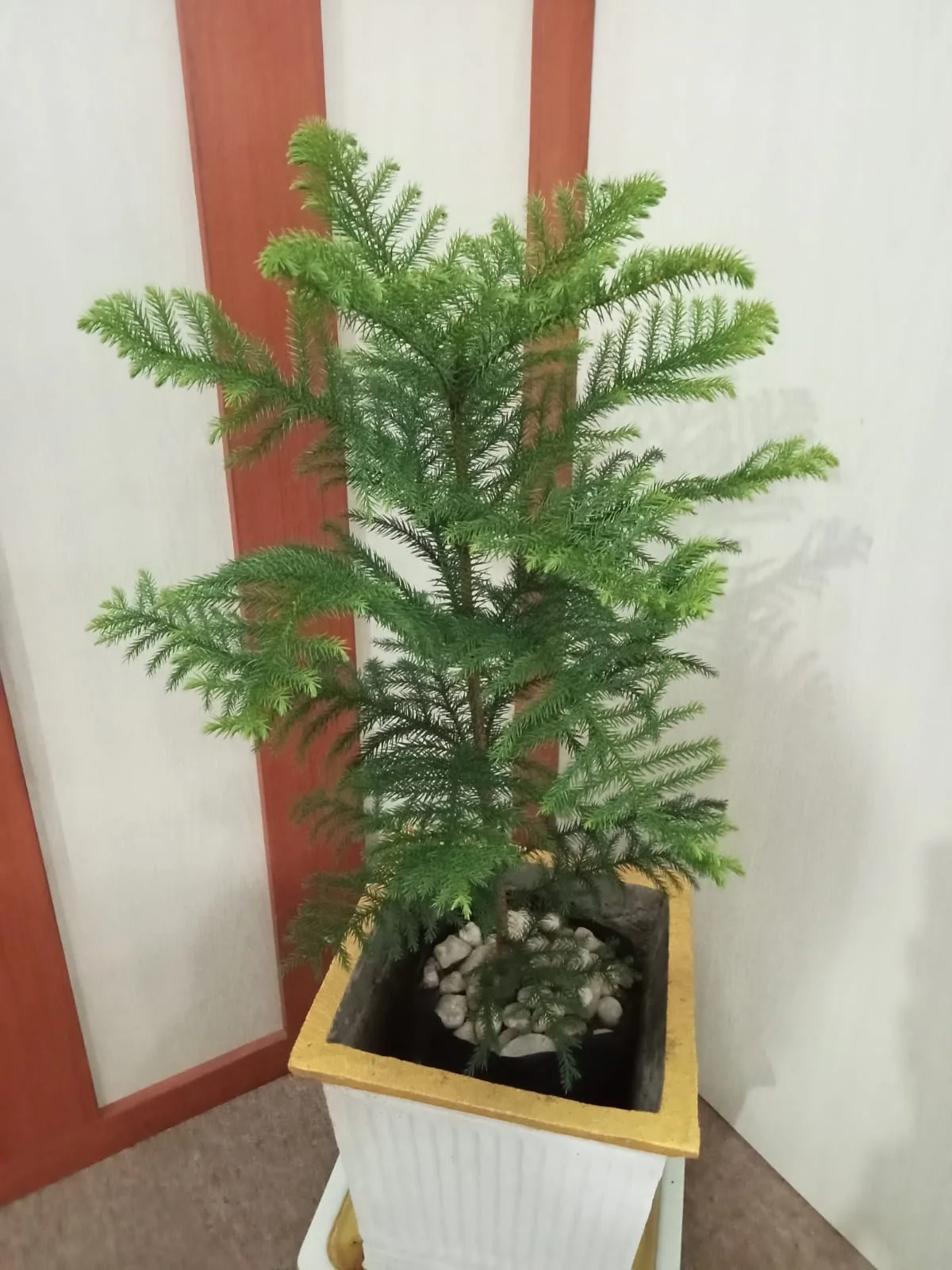 Cemara Norfolk