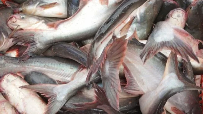 IKAN PATIN SEGAR