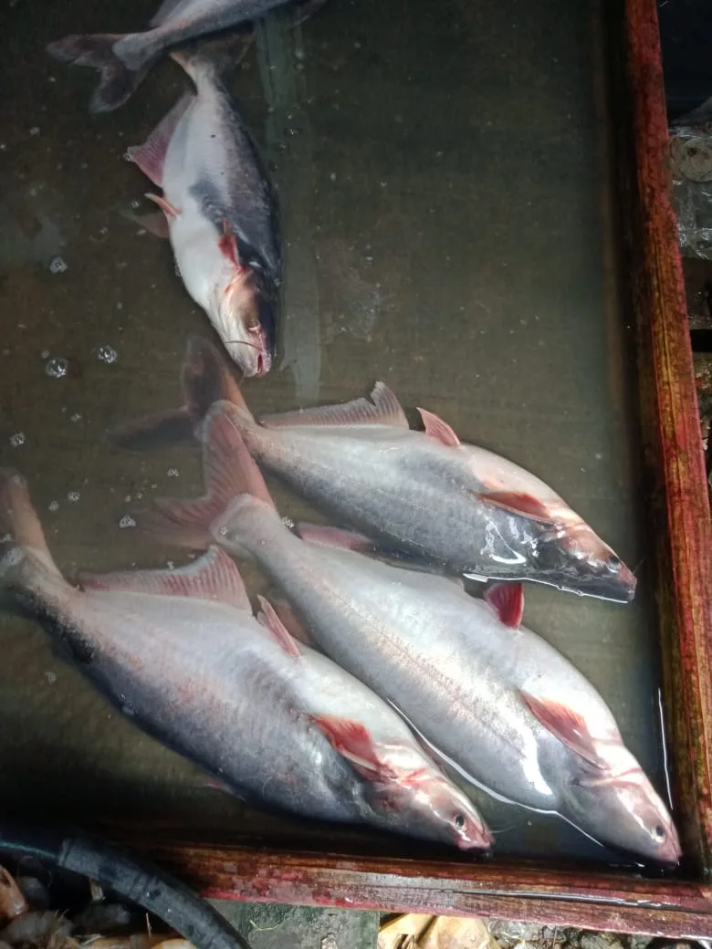 IKAN PATIN