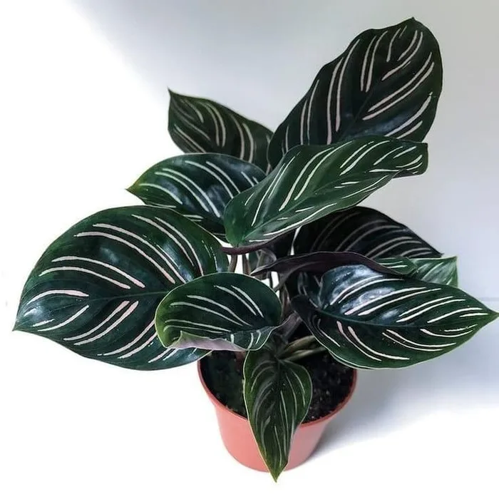 Calatea Garis - Garis + Pot