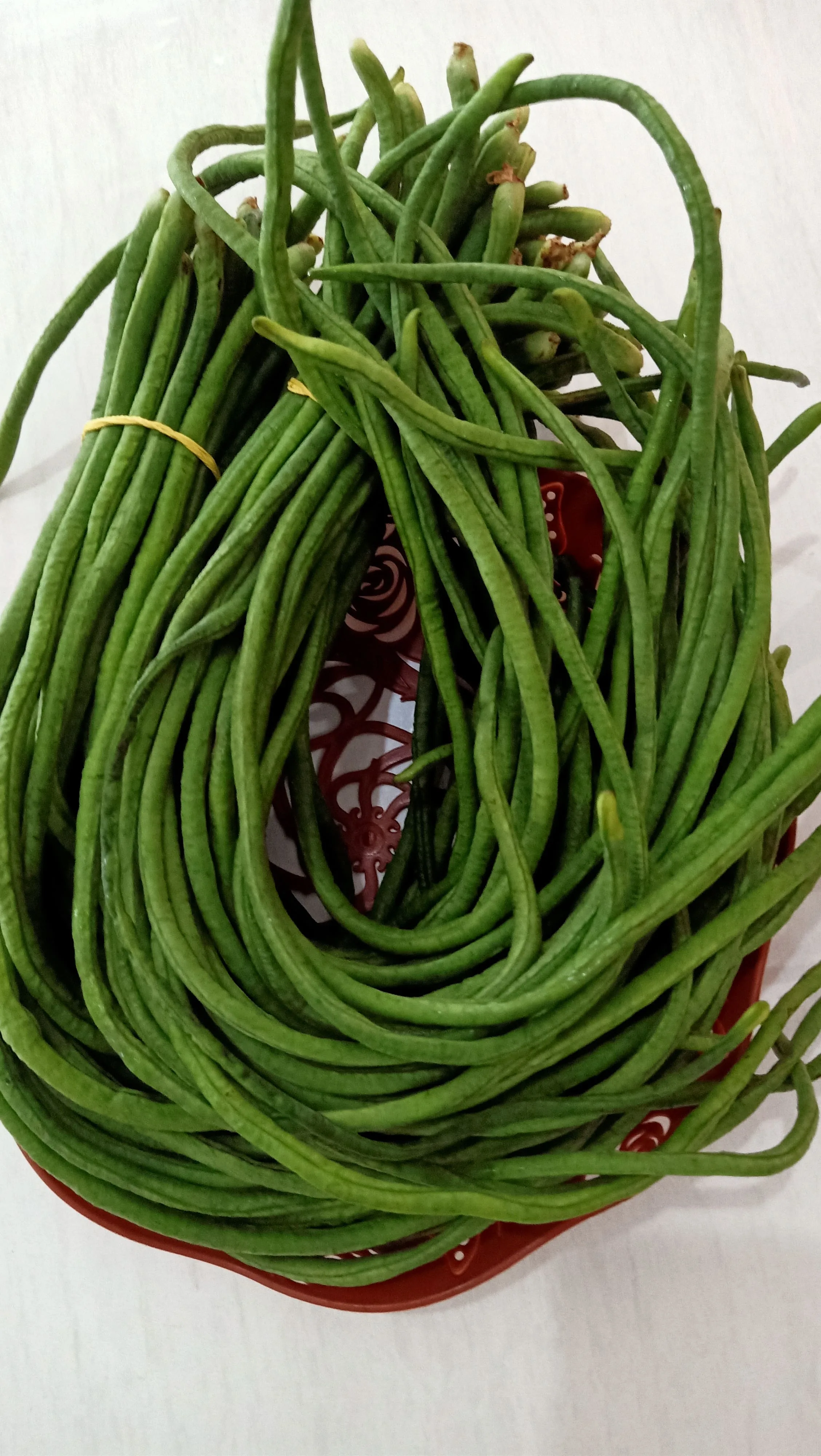 KACANG PANJANG